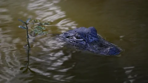 Alligator swims away Stock Footage 61084956