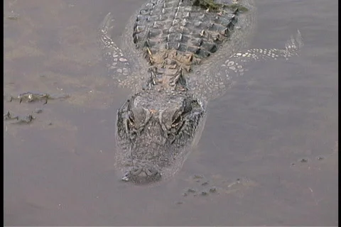 Alligator swims LA Stock Footage 763208