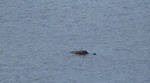 An alligator swims out of center frame, 4K Stock Footage 59105871