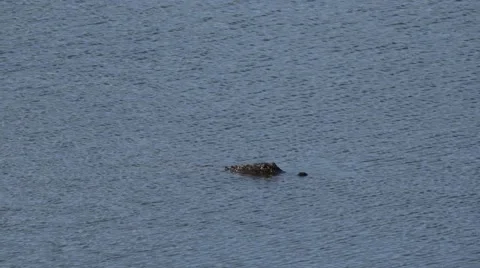 Alligator swims out of frame, 4K Stock Footage 59105879