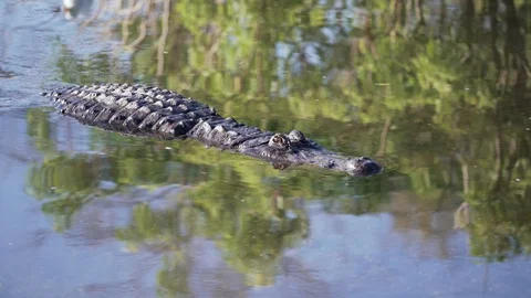 Alligator swims past reflection of trees in Orlando Florida, 4k  Video stock 128754314