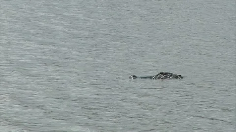 Alligator swims right to left exits frame Stock Footage 11809741