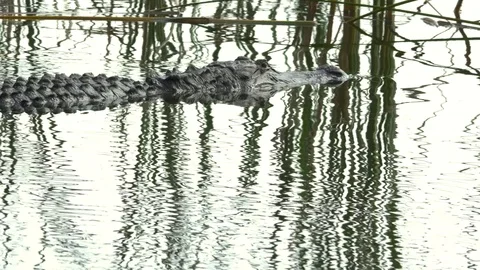 Alligator Swims Through Reflection in Water, 4K Stock Footage 72558414