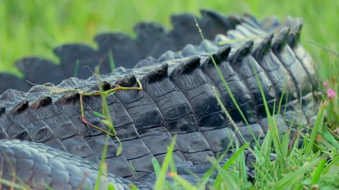 ALLIGATOR TAIL  Stock Footage 273186287