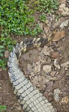 Alligator tail Stock Photos