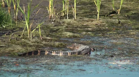 Alligator Taking A Bite of Food Then Slowly Walking Away Stock Footage 23726824