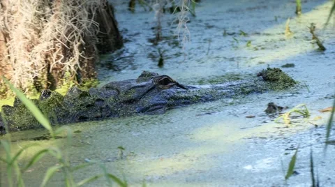 Alligator territorial dispute Stock Footage 61085504