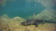 An Alligator Thrashes Underwater And Catches A Fish. Stock Footage