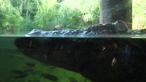 Alligator Through Glass Stock Footage 314526482