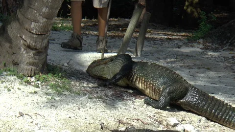 Alligator Trainer Using Stick to Train Alligator Stock-Footage 88887001