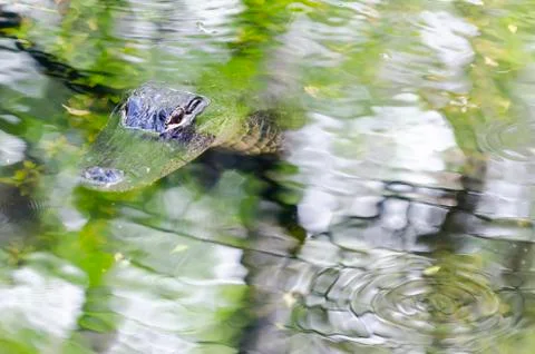 Alligator trying to blend in Stock Photos