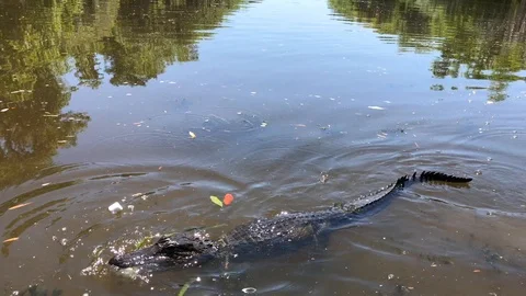 An alligator trying to eat a marshmallow Stock-Footage 88454760
