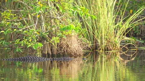 Alligator Turning Around in Water Stock Footage 317736760