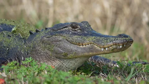 Alligator turning head and blinking his nictitating membrane -Slow motion Stock-Footage 329948707