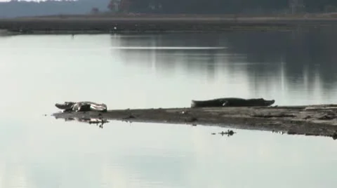Alligator, Two large alligators sunning next lake in Florida Stock Footage 10872081