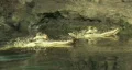 Alligator two in water M HD HD Footage