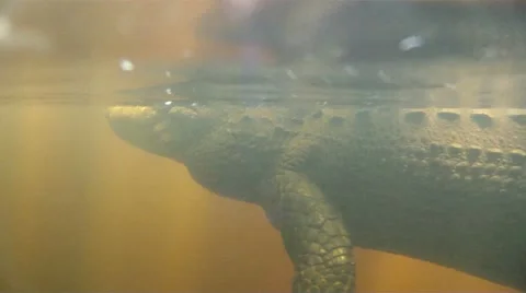 Alligator Underwater Stock Footage 10954146