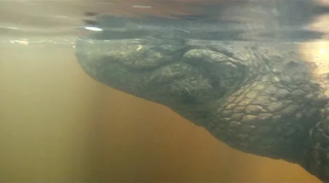 Alligator Underwater Stock Footage 10954685