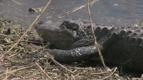 Alligator Upper Body Laying Down Stock Footage 10723204