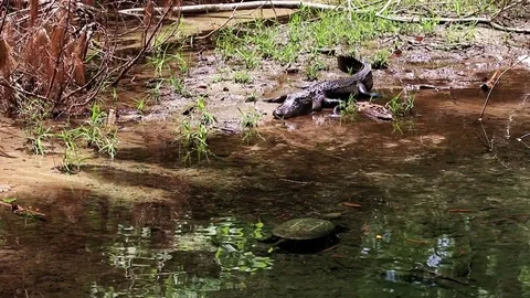 Alligator v turtle Stock Footage 77110579