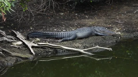 Alligator waiting and keeping an eye open Stock Footage 340368907
