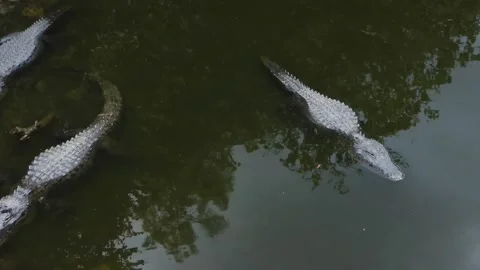 Alligator waiting and keeping one eye open Stock Footage 340368910