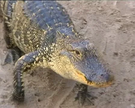 Alligator walking Stock-Footage 12531360