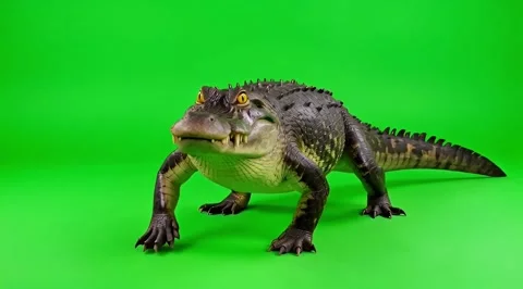 Alligator walking on green background Stock-Footage 331859676