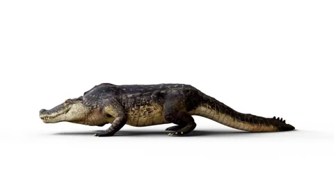 Alligator walking loop side view. Stock Footage 167332404