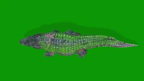 Alligator Walking Scene From Sky-3D Rendering Animation On Green Screen Stock Footage 307895040