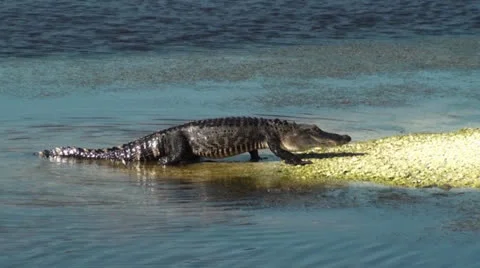 Alligator Walking Up On A Small Island Stock Footage 23725744