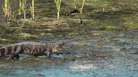 Alligator Walking Into The Water Stock Footage 23726012