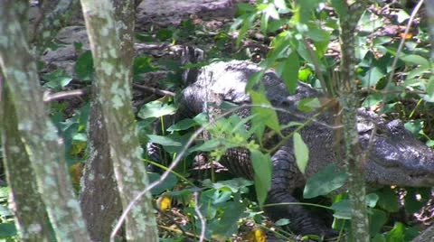 Alligator walks through the woods Stock Footage 12373794