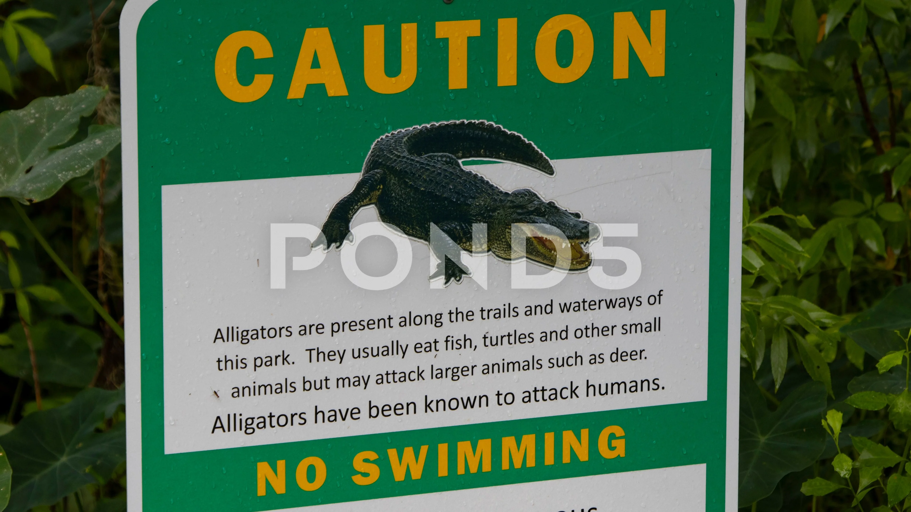 Alligator Warning Signs