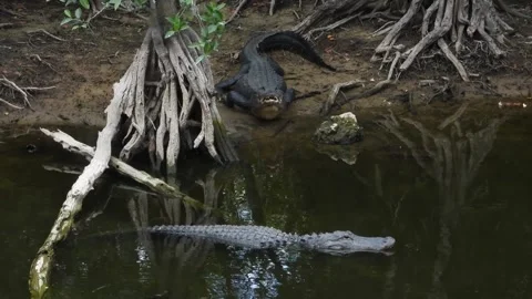 Alligator watching and waiting, while dozing Stock Footage 340368914