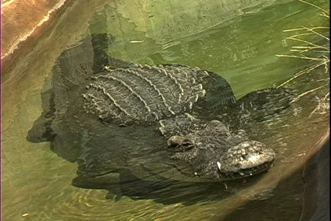 Alligator in water | Stock Video | Pond5