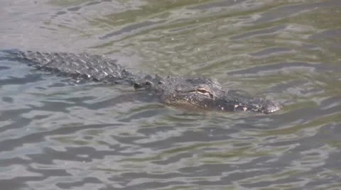 Alligator in water Stock Footage 10723068