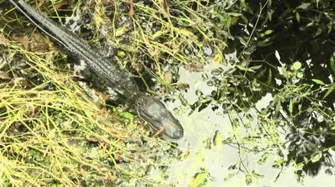 Alligator in water Stock-Footage 12357083