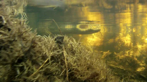 Alligator in Water Stock Footage 25006127