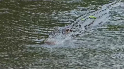 Alligator in water Stock Footage 41734237