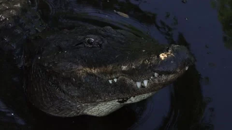 Alligator in water 動画素材 41734397