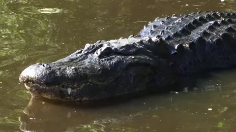 Alligator in water 動画素材 41734442