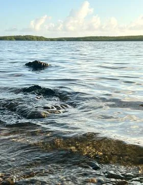 Alligator Waters 스톡 사진