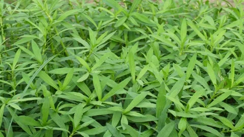 Alligator weed Stock-Footage 342265597