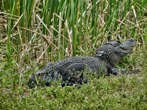 Alligator in Weeds Stock Photos
