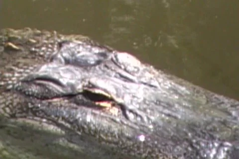 Alligator Winking Stock Footage 486869