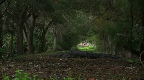 Alligator In The Woods Stockbeeldmateriaal 8931062