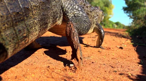 Alligator (Yacaré) Stock Footage 24674419