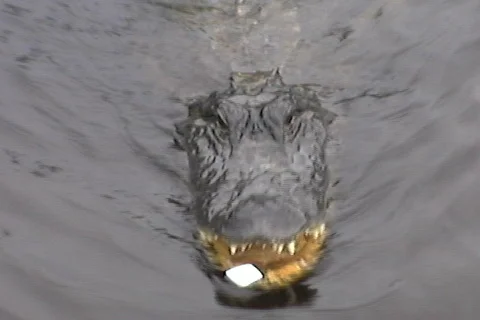 Alligator-zooms Видео 816093
