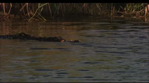Alligator5 Stock Footage 22635254